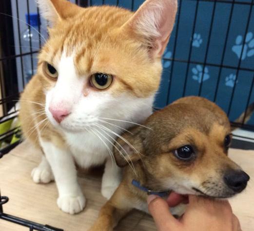 pet adoption